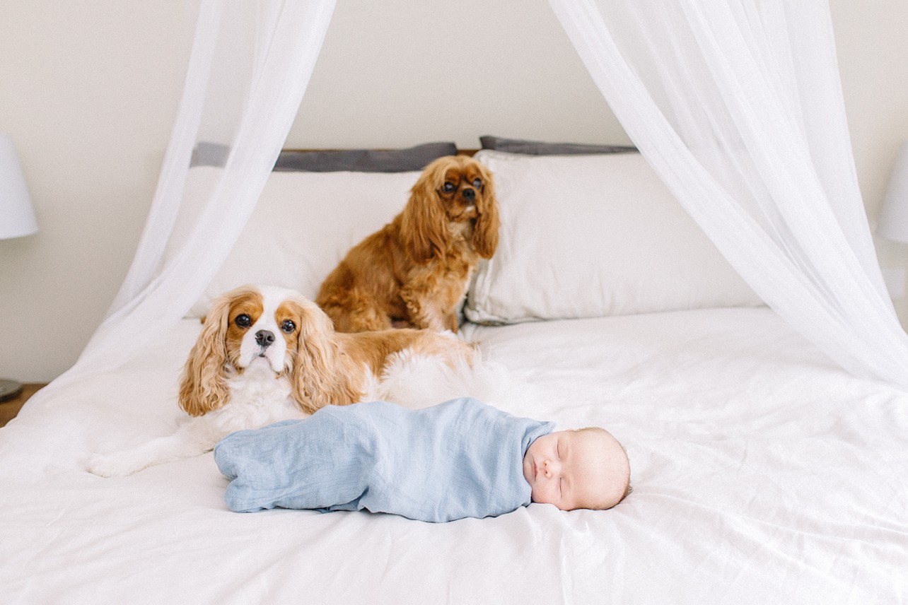 two little dogs are on the bed with the newborn baby who is wrapped in blue swaddle